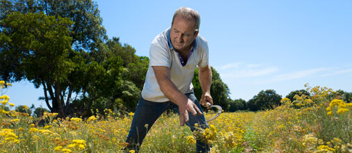 producer harvesting immortelle flower in corsica